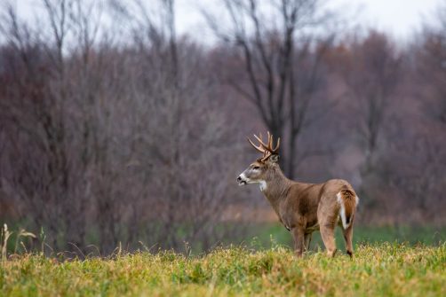 Follow the “Science”? Michigan Legalizes Deer Feeding — but Not for Hunters