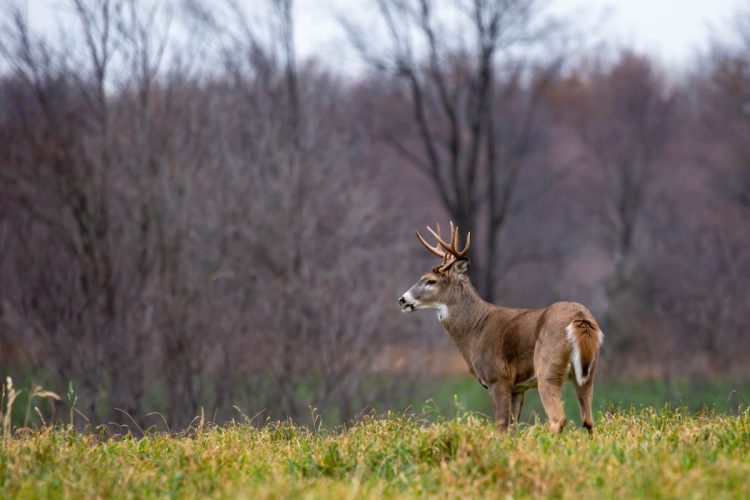 Follow the “Science”? Michigan Legalizes Deer Feeding — but Not for Hunters