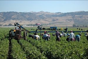 Congressional Republicans Push Amnesty for Illegal Farmworkers
