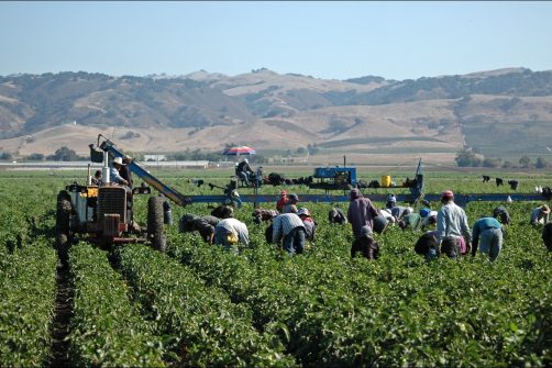 Congressional Republicans Push Amnesty for Illegal Farmworkers