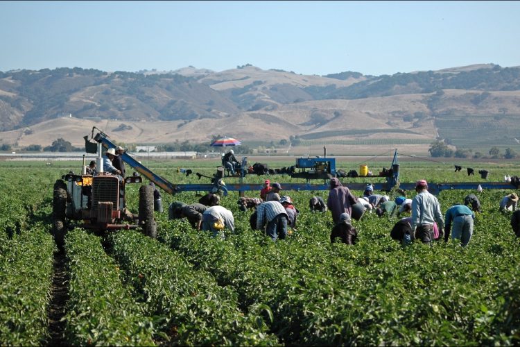 Congressional Republicans Push Amnesty for Illegal Farmworkers