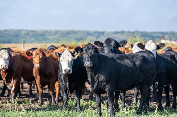 Trump’s “Highest Quality” Mystery Beef: Safety Questions Mount Trump’s “Highest Quality” Mystery Beef: Safety Questions Mount