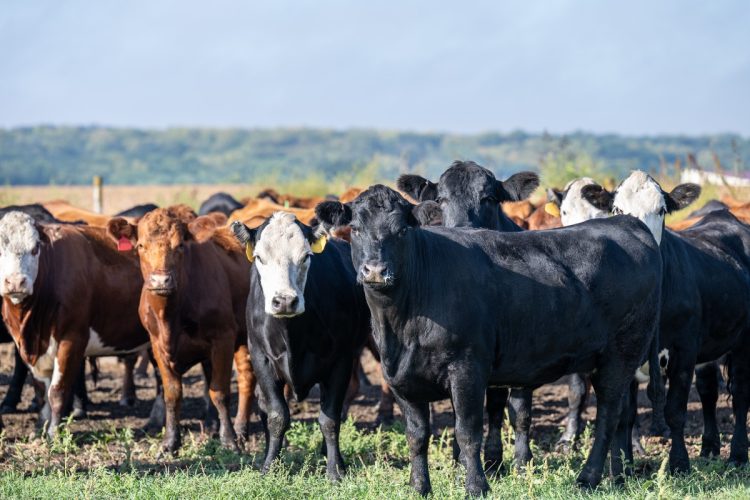Trump’s “Highest Quality” Mystery Beef: Safety Questions Mount Trump’s “Highest Quality” Mystery Beef: Safety Questions Mount