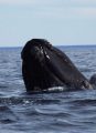 Bush Designates New Marine Sanctuaries
