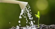 Economic Green Shoots Appearing; Trump Moves to Water Them Via Regulatory Relief