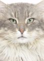 Philosophers: Drug Humans, Give Them Cat Eyes, Murder Infants