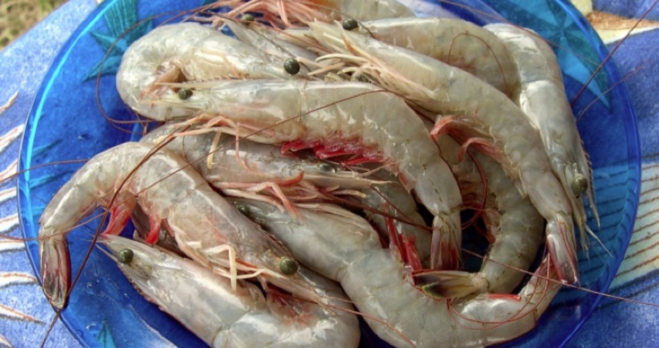 Mutants No Danger to Gulf Shrimping - The New American