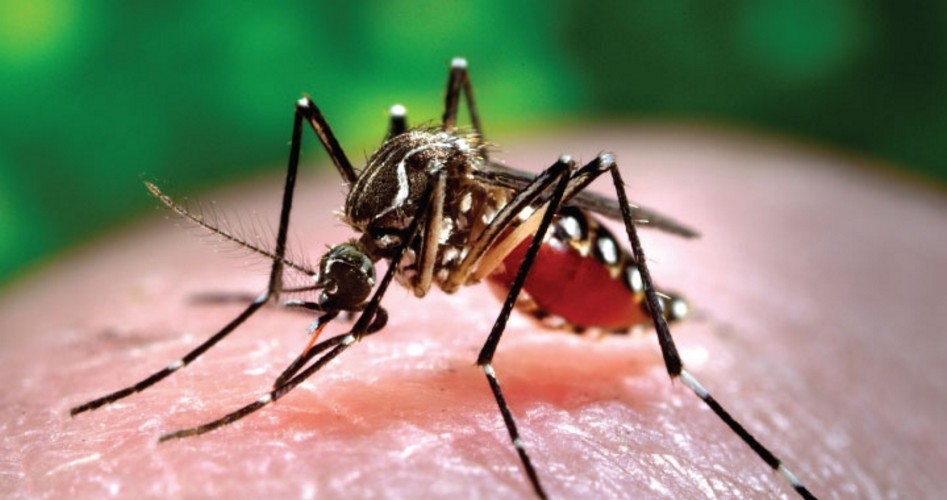 Zika Prompts Pleas for DDT