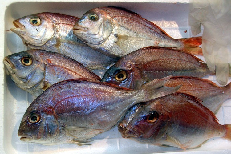 Japan in the Process of Selling GMO Fish